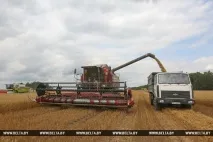 РЕПОРТАЖ Загальна справа - мінські підприємства допомагають селянам збирати врожай мінські