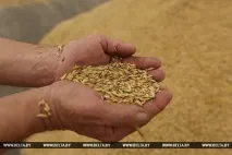 РЕПОРТАЖ Загальна справа - мінські підприємства допомагають селянам збирати врожай репортаж