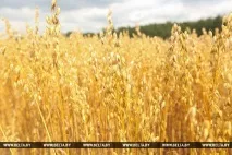 РЕПОРТАЖ Загальна справа - мінські підприємства допомагають селянам збирати врожай репортаж