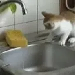 Чим зайнятися коту у вільний час (гумор) - все про котів і кішок з любов'ю (вільний) Чим зайнятися коту у вільний час (гумор) - все про котів і кішок з любов'ю