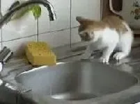 Чим зайнятися коту у вільний час (гумор) - все про котів і кішок з любов'ю (гумор) Чим зайнятися коту у вільний час (гумор) - все про котів і кішок з любов'ю