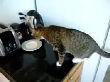 Чим зайнятися коту у вільний час (гумор) - все про котів і кішок з любов'ю (кішках) Чим зайнятися коту у вільний час (гумор) - все про котів і кішок з любов'ю