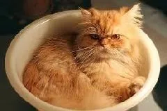 Чим зайнятися коту у вільний час (гумор) - все про котів і кішок з любов'ю (вільний) Чим зайнятися коту у вільний час (гумор) - все про котів і кішок з любов'ю