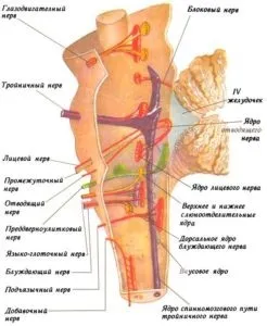 Черепні (черепно-мозкові) нерви (схеми, малюнки, таблиці), журнал медичних статей «молодий (черепні) Черепні (черепно-мозкові) нерви (схеми, малюнки, таблиці), журнал медичних статей «молодий