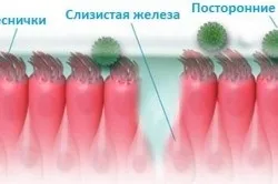 Чим зволожити слизову носа 1 (велика кількість засобів) Чим зволожити слизову носа 1