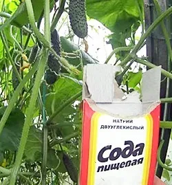 Щоб листя у огірків не жовтіли (огірків) Щоб листя у огірків не жовтіли