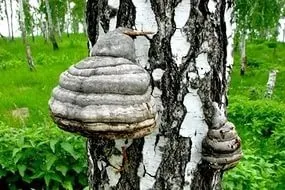 Чим корисна чага, як правильно заварювати чагу, протипоказання для застосування чаги - на (чагу) Чим корисна чага, як правильно заварювати чагу, протипоказання для застосування чаги - на