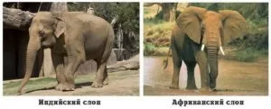 Чим відрізняються індійський і африканський слон - прості відповіді на складні питання (відрізняються) Чим відрізняються індійський і африканський слон - прості відповіді на складні питання