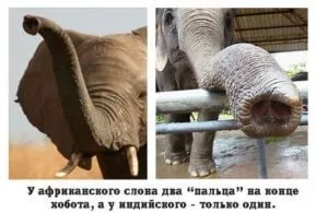 Чим відрізняються індійський і африканський слон - прості відповіді на складні питання (відрізняються) Чим відрізняються індійський і африканський слон - прості відповіді на складні питання