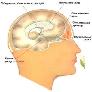 Черепні (черепно-мозкові) нерви (схеми, малюнки, таблиці), журнал медичних статей «молодий (черепні) Черепні (черепно-мозкові) нерви (схеми, малюнки, таблиці), журнал медичних статей «молодий