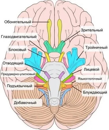 Черепні (черепно-мозкові) нерви (схеми, малюнки, таблиці), журнал медичних статей «молодий (Червоним кольором позначені) Черепні (черепно-мозкові) нерви (схеми, малюнки, таблиці), журнал медичних статей «молодий