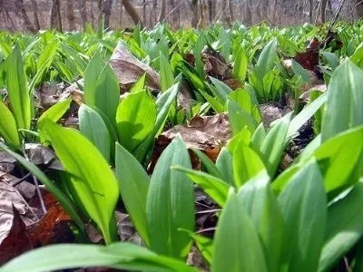 Черемша - корисні властивості і можливу шкоду від вживання (черемша) Черемша - корисні властивості і можливу шкоду від вживання