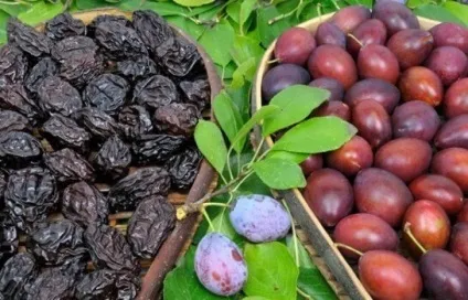 Чорнослив користь і шкода для організму, лікувальні властивості (чорнослив) Чорнослив користь і шкода для організму, лікувальні властивості