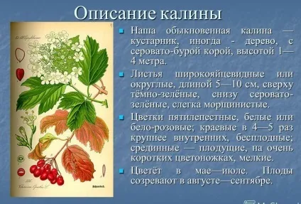 Чим корисна калина червона (корисна) Чим корисна калина червона