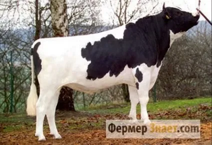 Чорно-ряба порода корів характеристика ВРХ і особливості його змісту (характеристика) Чорно-ряба порода корів характеристика ВРХ і особливості його змісту