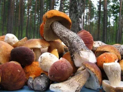 Чим корисні гриби і як часто їх можна їсти (є) Чим корисні гриби і як часто їх можна їсти