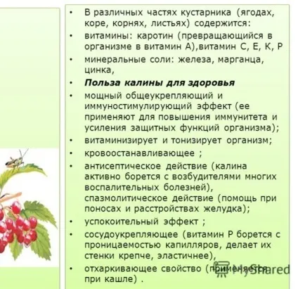 Чим корисна калина червона (чим корисна горобина червона для людини) Чим корисна калина червона