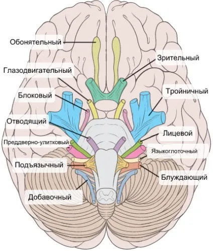 черепні нерви