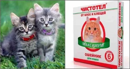 Що потрібно знати про нашийниках від бліх для котів (кішок) Що потрібно знати про нашийниках від бліх для котів