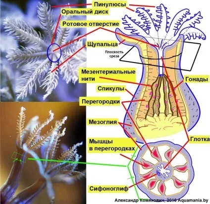 Що таке корали