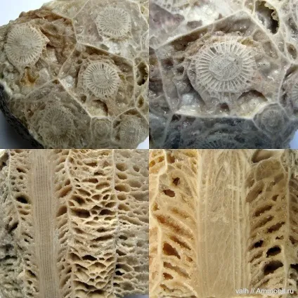 Що таке корали