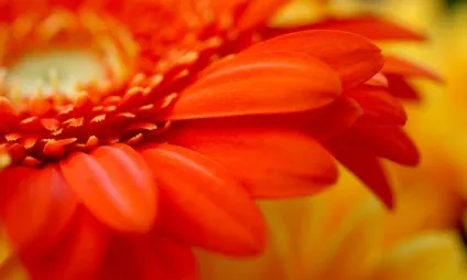 Що такий макрофотографія, особливості жанру (макрофотографія) Що такий макрофотографія, особливості жанру