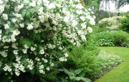 Бузок посадка, вирощування, догляд, фото, вибираємо посадковий (жіночий журнал) Бузок посадка, вирощування, догляд, фото, вибираємо посадковий