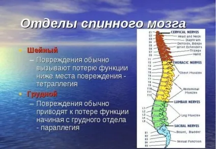Що таке тетраплегия (Квадріплегія) як лікувати синдром, причини і прогноз (таке) Що таке тетраплегия (Квадріплегія) як лікувати синдром, причини і прогноз