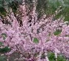 Квітка королівська герань сорти на фото і правила догляду в домашніх умовах (королівська герань) Квітка королівська герань сорти на фото і правила догляду в домашніх умовах