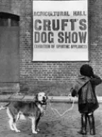 Crufts - найпрестижніша виставка в світі (світі) Crufts - найпрестижніша виставка в світі
