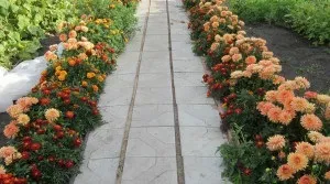 Квітковий бордюр, мій улюблений город