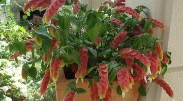 Квітка королівська герань сорти на фото і правила догляду в домашніх умовах (сорти) Квітка королівська герань сорти на фото і правила догляду в домашніх умовах