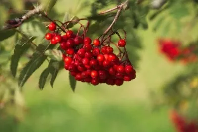Квіти обереги в будинку види і особливості