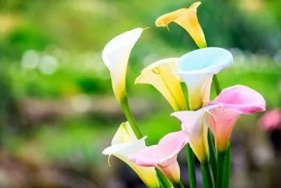 Квіти обереги в будинку види і особливості