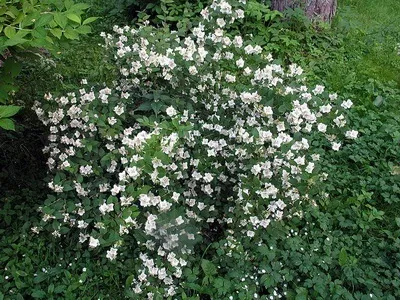 Квітка бузок (жасмин садовий) фото, опис сортів, посадка і догляд, бузок в ландшафтному (жасмин) Квітка бузок (жасмин садовий) фото, опис сортів, посадка і догляд, бузок в ландшафтному