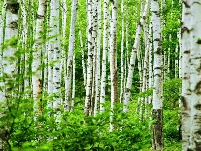 Квіти обереги в будинку види і особливості