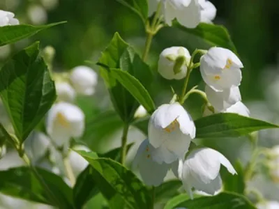 Квітка бузок (жасмин садовий) фото, опис сортів, посадка і догляд, бузок в ландшафтному (жасмин) Квітка бузок (жасмин садовий) фото, опис сортів, посадка і догляд, бузок в ландшафтному