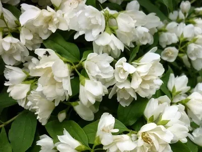 Квітка бузок (жасмин садовий) фото, опис сортів, посадка і догляд, бузок в ландшафтному (садовий) Квітка бузок (жасмин садовий) фото, опис сортів, посадка і догляд, бузок в ландшафтному