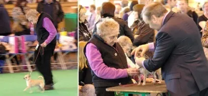 Crufts - найпрестижніша виставка в світі (crufts) Crufts - найпрестижніша виставка в світі