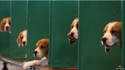 Crufts - найпрестижніша виставка в світі (престижна) Crufts - найпрестижніша виставка в світі