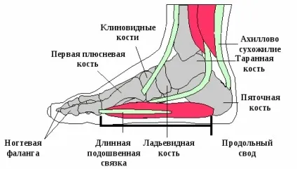 деформація стопи