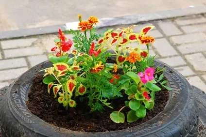 дачні клумби