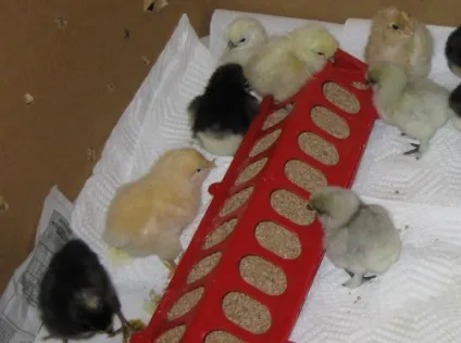 Курчата вирощування і догляд в домашніх умовах, домсадовніка (вирощування) Курчата вирощування і догляд в домашніх умовах, домсадовніка