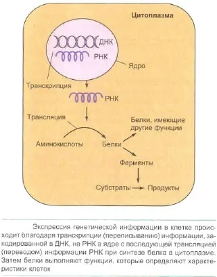 Демо-біологія фрагмент лекції - біосинтез білків (демо-біологія: фрагмент лекції & quot; біосинтез білків & quot;) Демо-біологія фрагмент лекції - біосинтез білків