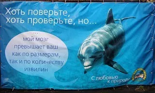 Дельфінам - море 6 причин, чому варто закрити дельфінарії ~ дельфінарій хлорована в'язниця (море) Дельфінам - море 6 причин, чому варто закрити дельфінарії ~ дельфінарій хлорована в'язниця