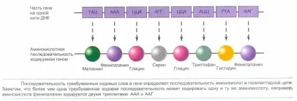 Демо-біологія фрагмент лекції - біосинтез білків (moodle) Демо-біологія фрагмент лекції - біосинтез білків