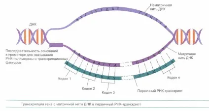 Демо-біологія фрагмент лекції - біосинтез білків (лекції) Демо-біологія фрагмент лекції - біосинтез білків