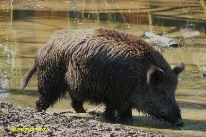 Дикий кабан і його особливості, тваринний світ (дикий кабан людини) Дикий кабан і його особливості, тваринний світ