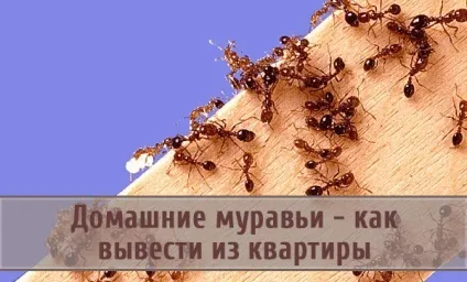Домашні мурахи - як вивести з квартири