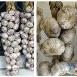 Дріжджовий грибок у жінок лікування, симптоми, фото (баланс мікрофлори піхви) Дріжджовий грибок у жінок лікування, симптоми, фото